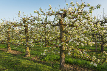 Orchard with blooming pear trees in row, Egnach, Canton of Thurgau, Switzerland
