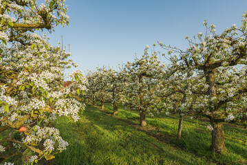 Orchard with blooming pear trees in row, Egnach, Canton of Thurgau, Switzerland