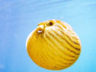 水面を漂う
可愛いサザナミフグ（フグ目）の幼魚。
英名学名：White-spotted...