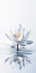 Fototapeta premium A serene white lotus flower gracefully floats and reflects on a tranquil water surface, embodying purity and peace in a minimalist style.