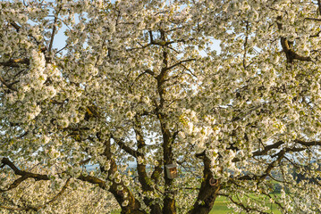 Close-up of a large blossoming pear tree, Roggwil, Canton of Thurgau, Switzerland