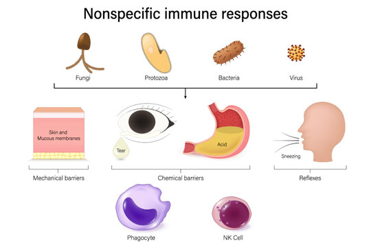 Nonspecific immune responses diagram. First line of defense and second line of defense. Immune system of human.