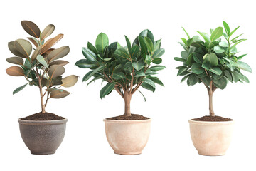 Obraz premium Collection set of rubber trees in pot isolated on white background.