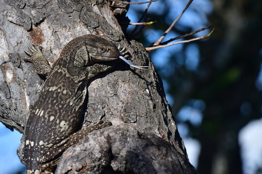 A rock monitor (Varanus albigularis) in a tree with its blue tongue sniffing the air for food