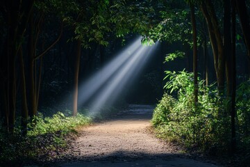 Obraz premium A serene forest pathway illuminated by soft rays of light breaking through the trees, creating an enchanting atmosphere. Perfect for themes of nature and growth.