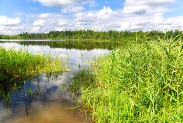 Beautiful summer landscape with a calm lake and reed beds on a sunny day