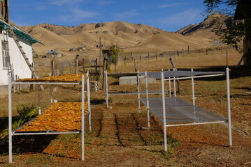 Drying racks with fruit slices in a rural outdoor setting.