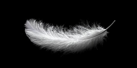 Single white feather isolated on a black background.