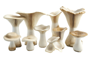 Set of king oyster mushrooms isolated on white background cut out.