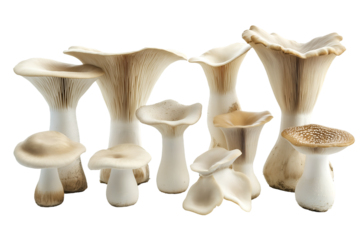 Set of king oyster mushrooms isolated on white background cut out.