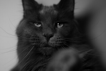 black and white cat portrait main coon eyes  © Iaroslav