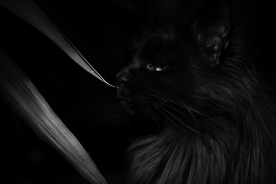 black and white cat portrait