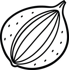 Nutmeg spice line art vector herb