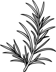 Hand-drawn black and white illustration of a sprig of rosemary
