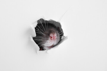 Cute rat looking through hole in white paper sheet