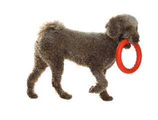 Cute dog playing with toy on white background. Adorable pet