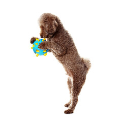 Cute dog playing with toy on white background. Adorable pet