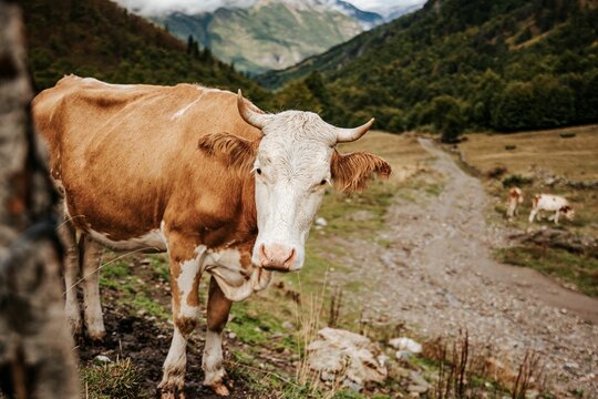 Brown cow in a mountain landscape