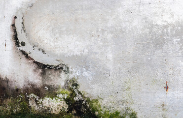 Green moss on cement wall