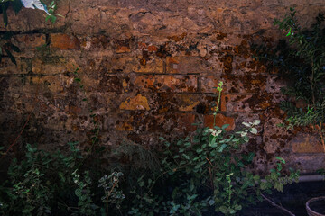 Textured stone wall with creeping plants showcasing nature's resilience in a serene outdoor setting