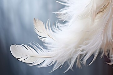Obraz premium 69 soft white feathers drifting down from above the feathers var