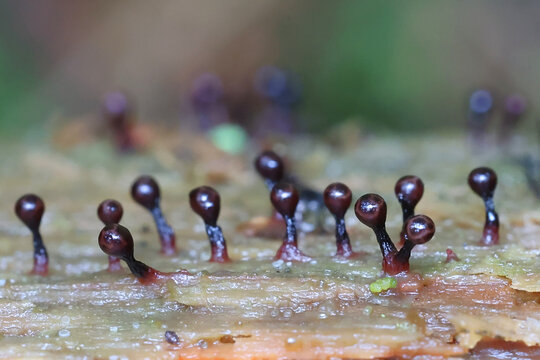 Trichia botrytis, a slime mold from Finland, no common English name