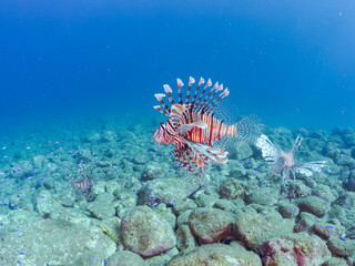 美しく大きなハナミノカサゴ（ミノカサゴ亜科）他。
英名学名：Red Lionfish (Pterois volitans)
岩場に集まる、美しいソラスズメダイ（スズメダイ科）他の群れ。
英名学名：Heavenly Damselfish (Pomacentrus coelestis)
静岡県伊豆半島賀茂郡南伊豆町中木ヒリゾ浜2024年
