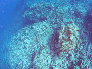 サンゴの白化現象とイソギンチャク畑のクマノミペア、ミツボシクロスズメダイ、アカヒメジ他の群れ
英名学名：Yellowtail clownfish, Amphiprion clarkii
Threespot dascyllus, Dascyllus trimaculatus
Yellowfin goatfish, Mulloidichthys vanicolensis
賀茂郡南伊豆町中木ヒリゾ浜