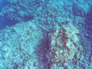 サンゴの白化現象とイソギンチャク畑のクマノミペア、ミツボシクロスズメダイ、アカヒメジ他の群れ
英名学名：Yellowtail clownfish, Amphiprion clarkii
Threespot dascyllus, Dascyllus trimaculatus
Yellowfin goatfish, Mulloidichthys vanicolensis
賀茂郡南伊豆町中木ヒリゾ浜