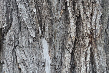 Background - dry grey bark of cottonwood poplar tree