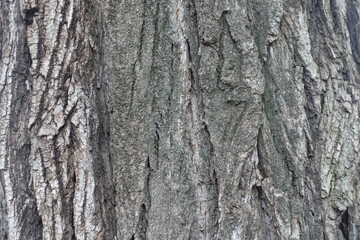 Backdrop - dry grey bark of cottonwood poplar tree
