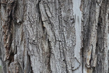 Closeup of dry grey bark of cottonwood poplar tree