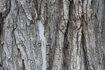 Surface of dry grey bark of cottonwood poplar tree