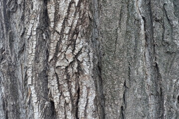 Macro of dry grey bark of cottonwood poplar tree