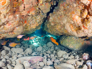 水中洞窟にいる、美しいナミマツカサ、ミナミハタンポ、アカハタ）、チョウチョウウオ他
英名学名：Blacktip Grouper, Epinephelus fasciatus
Bigscale soldierfish, Myripristis kochiensis
Black-Stripe Sweeper, Pempheris schwenkii
静岡県伊豆半島賀茂郡南伊豆町中木ヒリゾ浜2024年
