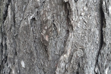 Backdrop - dry grey bark of pine tree