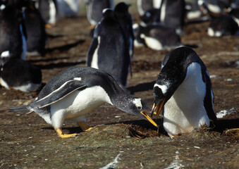 Manchot papou, .Pygoscelis papua, Gentoo Penguin,  Iles Falkland