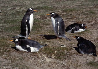 Manchot papou, .Pygoscelis papua, Gentoo Penguin,  Iles Falkland