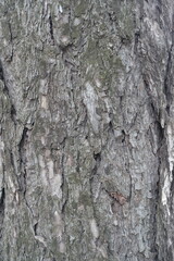 Surface of dry grey bark of pine tree