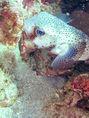 美しく大きなネズミフグ（ハリセンボン科）。
英名学名：Spot-fin porcupinefish, Diodon hystrix
静岡県伊豆半島賀茂郡南伊豆町中木ヒリゾ浜2024年
