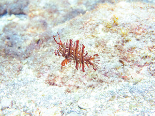可愛いオビテンスモドキ（ベラ科）の幼魚他。
英名学名：Rockmover wrasse, Novaculichthys taeniourus

静岡県伊豆半島賀茂郡南伊豆町中木ヒリゾ浜2024年
