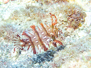 可愛いオビテンスモドキ（ベラ科）の幼魚他。
英名学名：Rockmover wrasse, Novaculichthys taeniourus

静岡県伊豆半島賀茂郡南伊豆町中木ヒリゾ浜2024年
