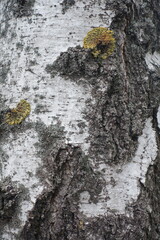 Close up of white and black bark of weeping birch  tree