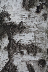 White and black bark of weeping birch tree texture