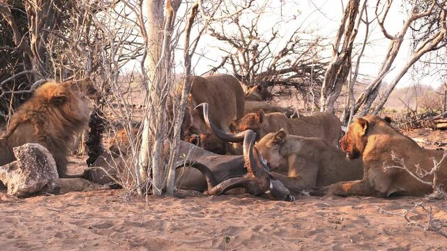 A pride of lions feasting on a freshly caught greater kudu, male lion eating the entrails