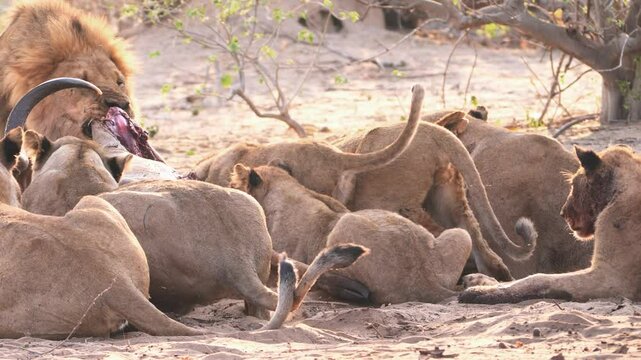 A pride of lions eating. Male lion pulling at the carcass