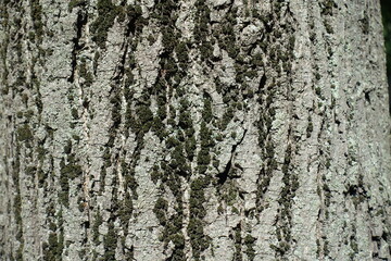 Obraz premium Dry moss on bark of common linden tree