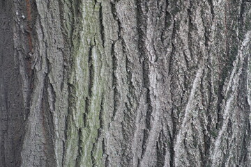 Uneven surface of grey bark of common linden tree