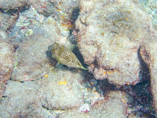 サンゴに隠れる美しいハリセンボン（ハリセンボン科）。
英名学名：Balloon Porcupinefish (Diodontidae)

静岡県伊豆半島賀茂郡南伊豆町中木ヒリゾ浜2024年
