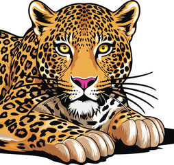 leopard vector illustration white background	